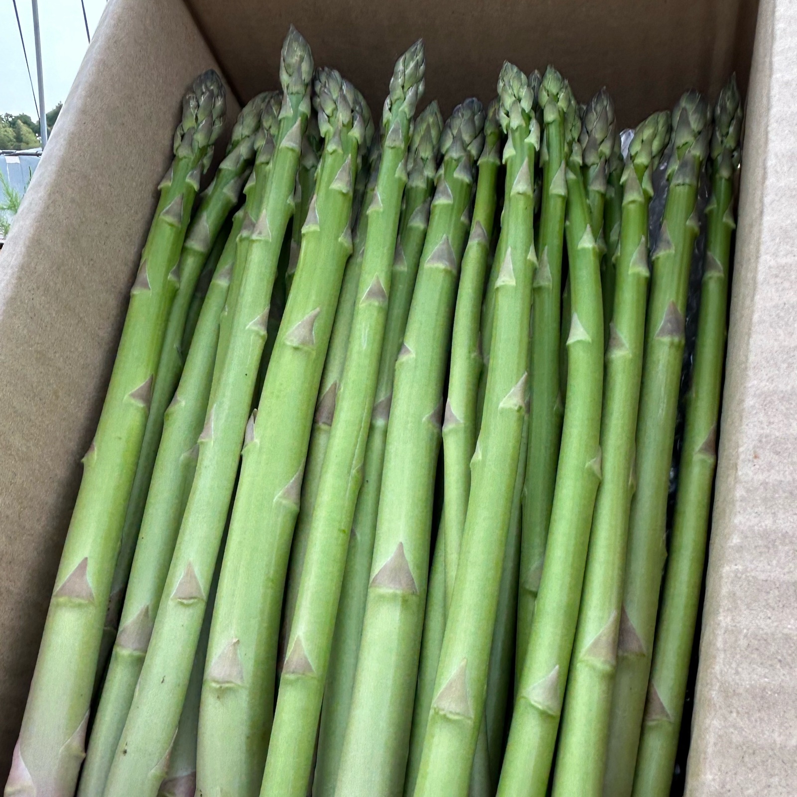 朝採れ！！熊本県産グリーンアスパラ1k ｜ 野菜/アスパラガス 産直