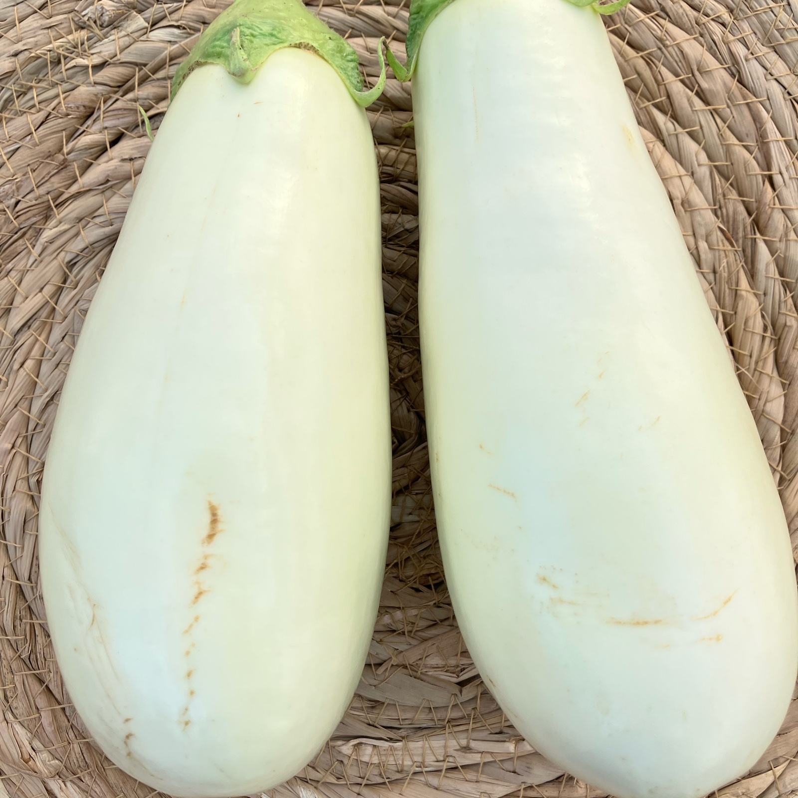白ナス B品『とろ〜り旨なす』 ｜ 野菜/茄子 産直アウル 農家・漁師