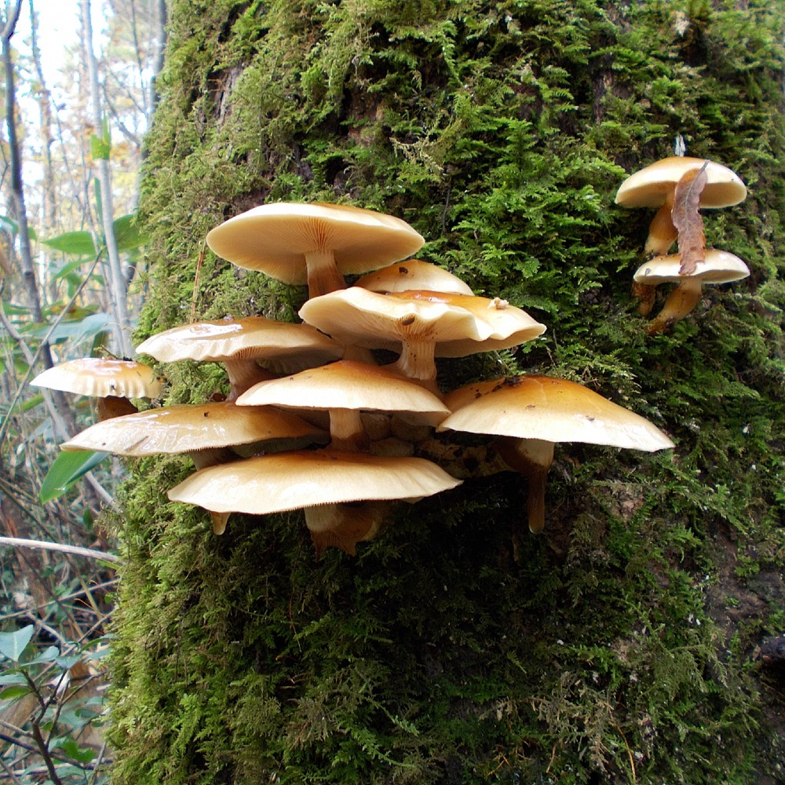 その130 天然なめこ きのこ 大自然の凛さん採取 新鮮 山形県産