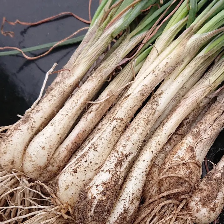 採れたて　赤らっきょう　5kg （箱込）農家直送 限定栽培】農薬不使用の根付き生らっきょう 5kg 【収穫から