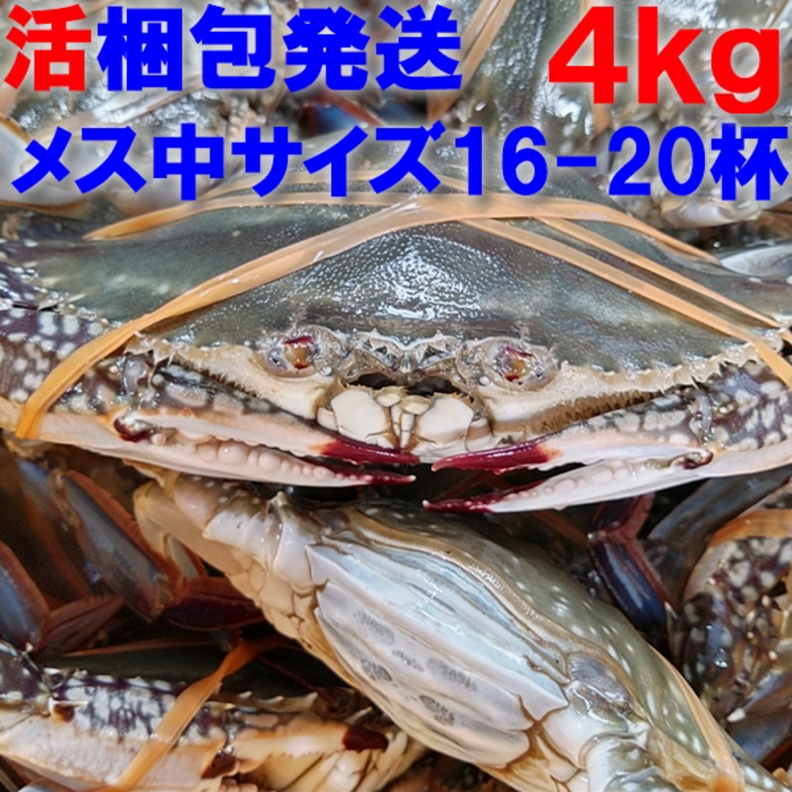 ワタリガニ メス 中サイズ4kg約16-20杯 渡り蟹 ガザミ 梭子蟹