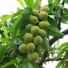 数量限定】自然栽培・無農薬 若桃「月あかり」5kg 加工用 希少品 数量