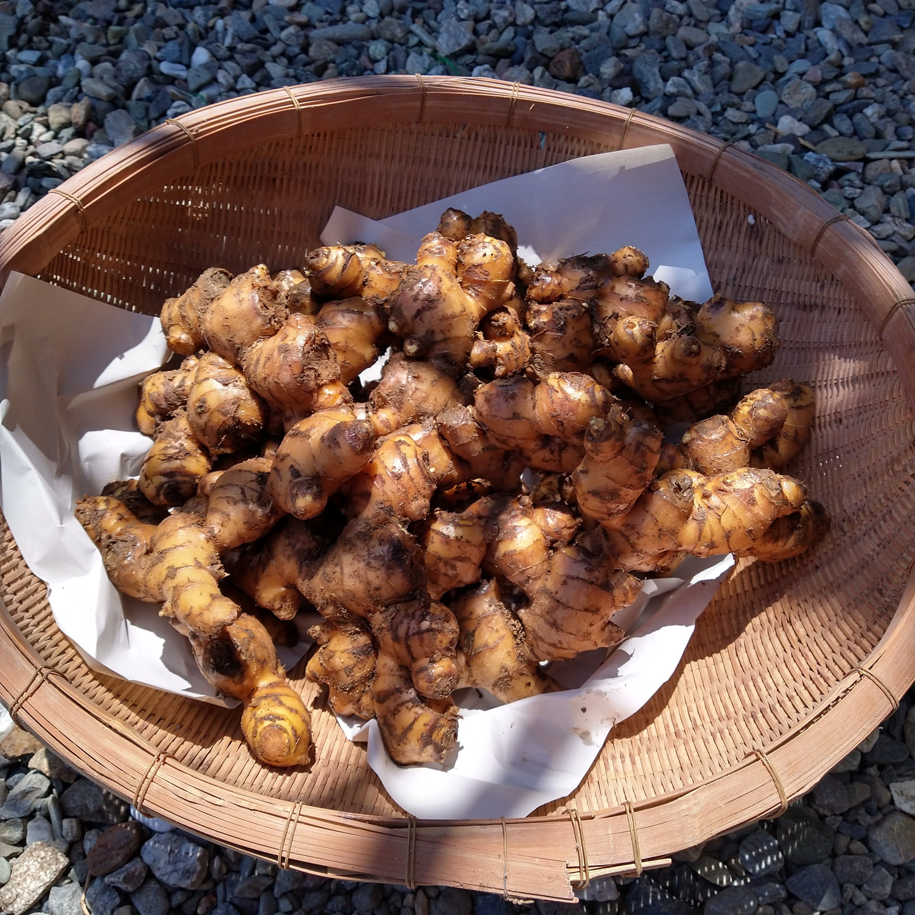 ハナコの親生姜 4kg【送料込み】 | 野菜/薬味 産直アウル 農家から直接