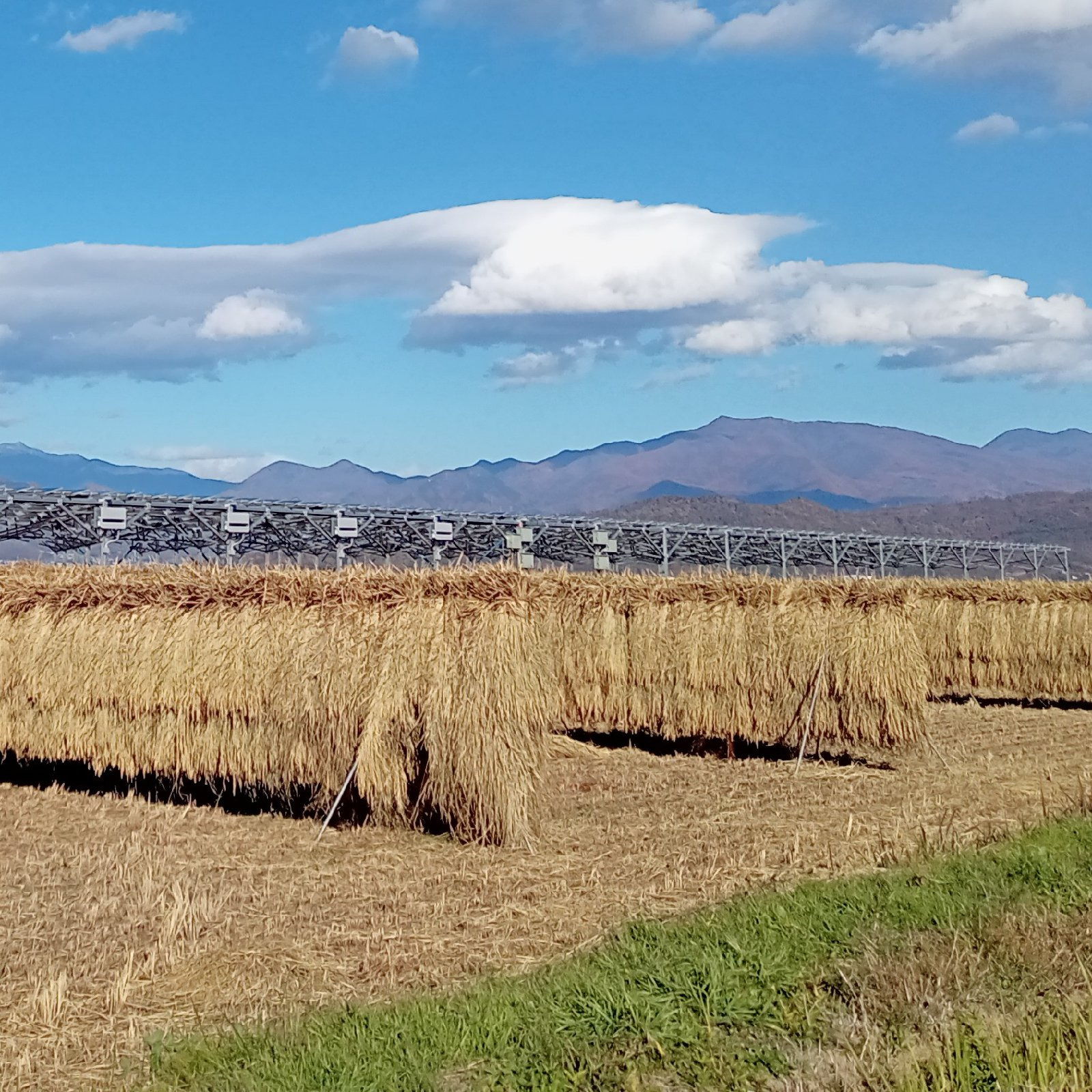 天日干し】無農薬・無化学肥料で育てたコシヒカリ玄米（2kg） | 米