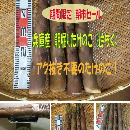 兵庫産 朝掘りたけのこ(はちく）2.0kg ｜ 野菜/たけのこ 産直アウル