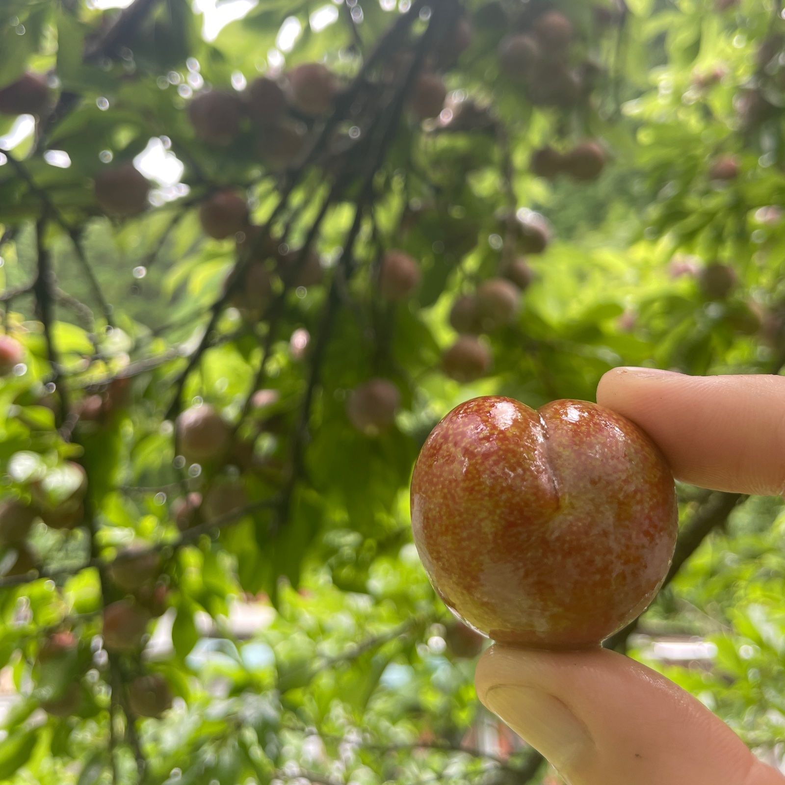 すもも加工用3kg ｜ 果物/すもも・プラム 産直アウル 農家・漁師など