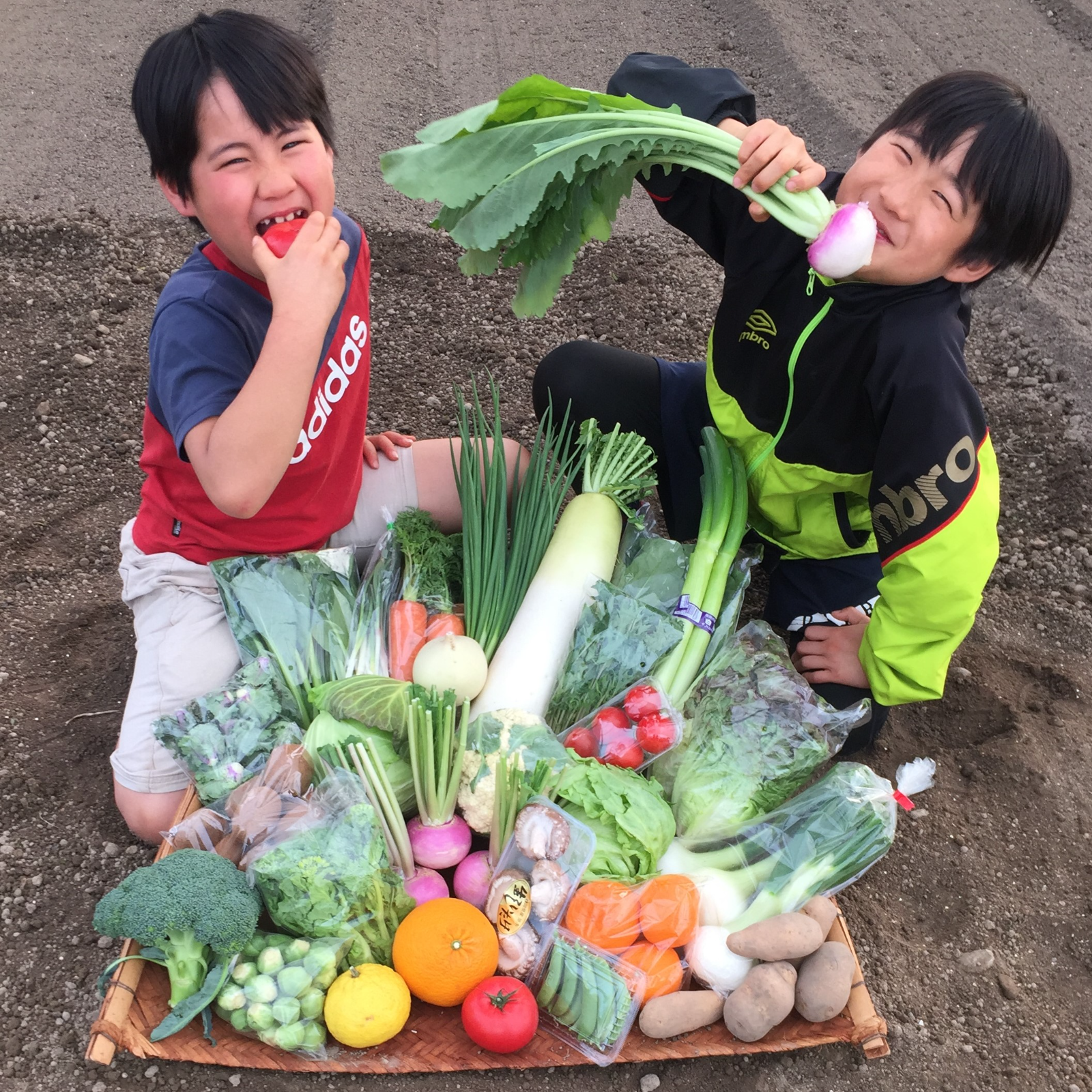 採りたて野菜！お試し5品セット！ ｜ 野菜/野菜セット・詰め合わせ