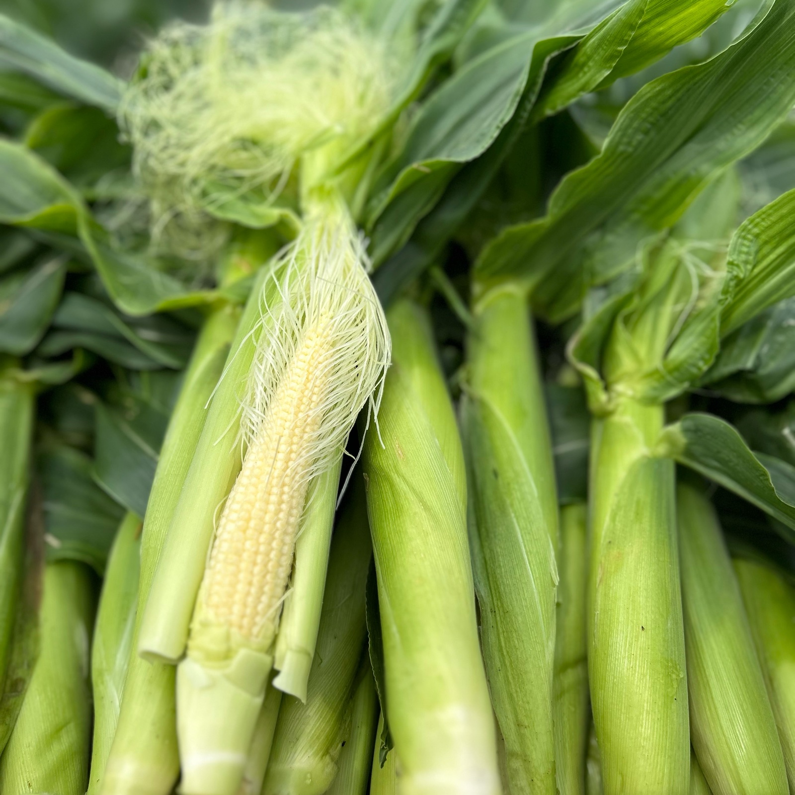 ヤングコーン 60本入り ｜ 野菜/その他野菜 産直アウル 農家・漁師など