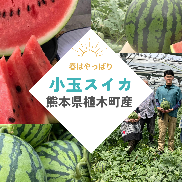 大人気】熊本県植木産 小玉スイカ 1玉入り ｜ 果物/スイカ 産直アウル