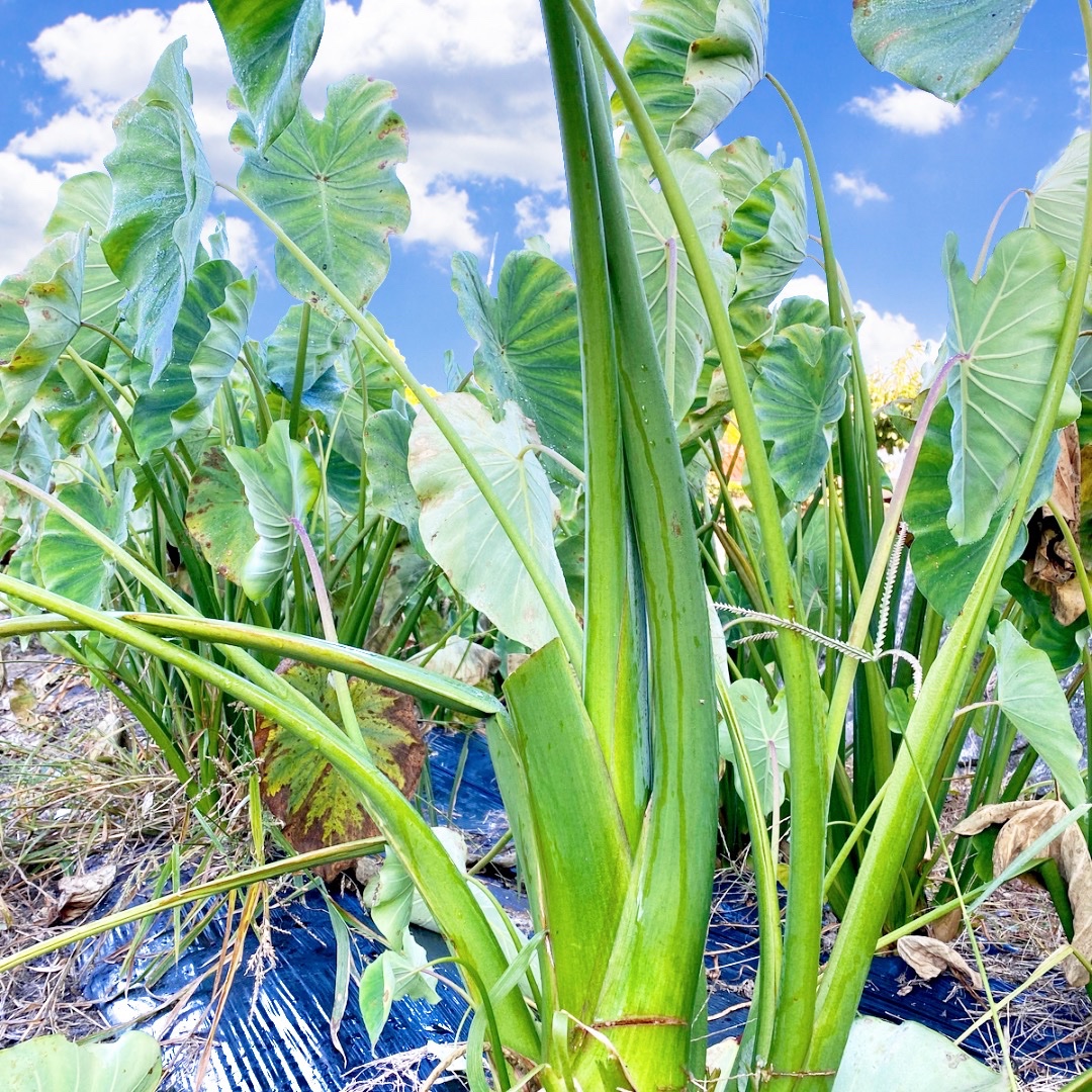 絶品！掘りたて新鮮の自然栽培の里芋 10kg！農薬不使用！おいしい野菜