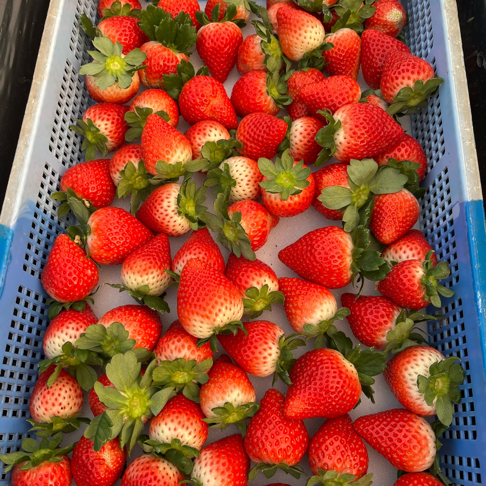 亀田農園のとちあいか | 果物/いちご 産直アウル 農家から直接野菜など