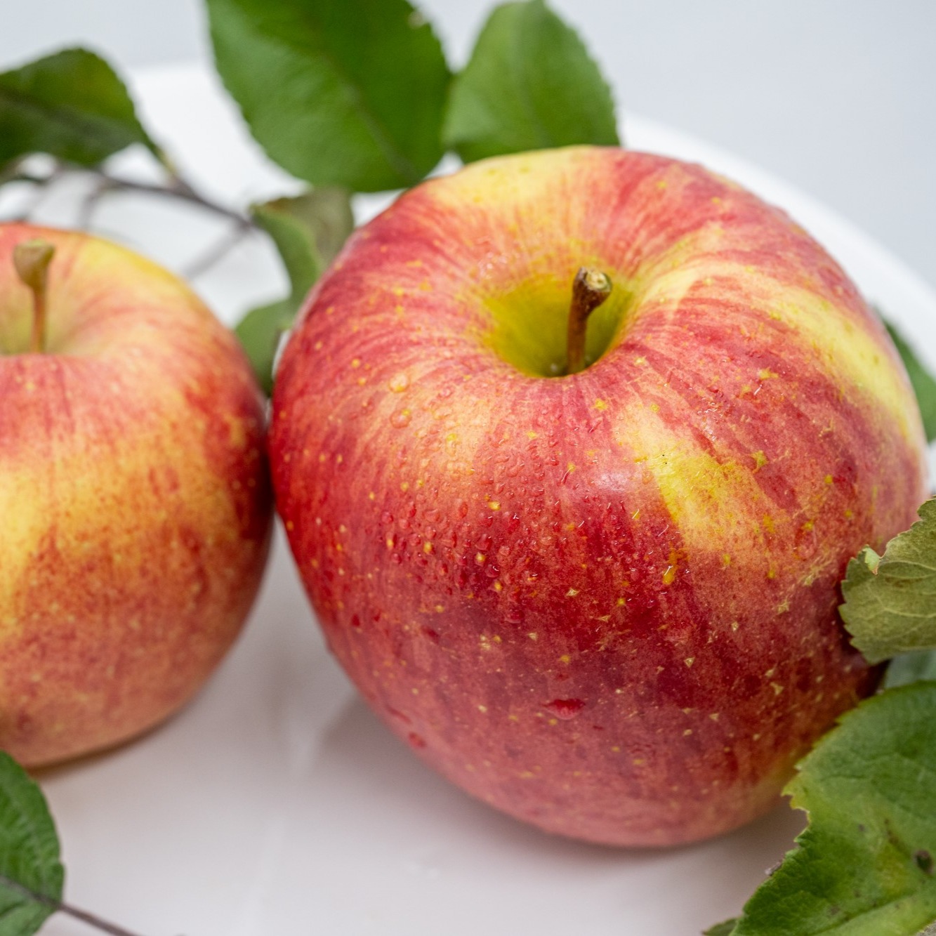 彦Gさんが RED APPLE 赤石農園 の 【完売】葉とらずふじ 2.5kg（6〜12