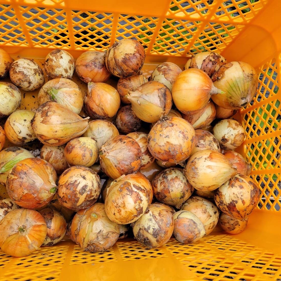 新玉ねぎ農薬・除草剤不使用 | 野菜/玉ねぎ 産直アウル 農家から