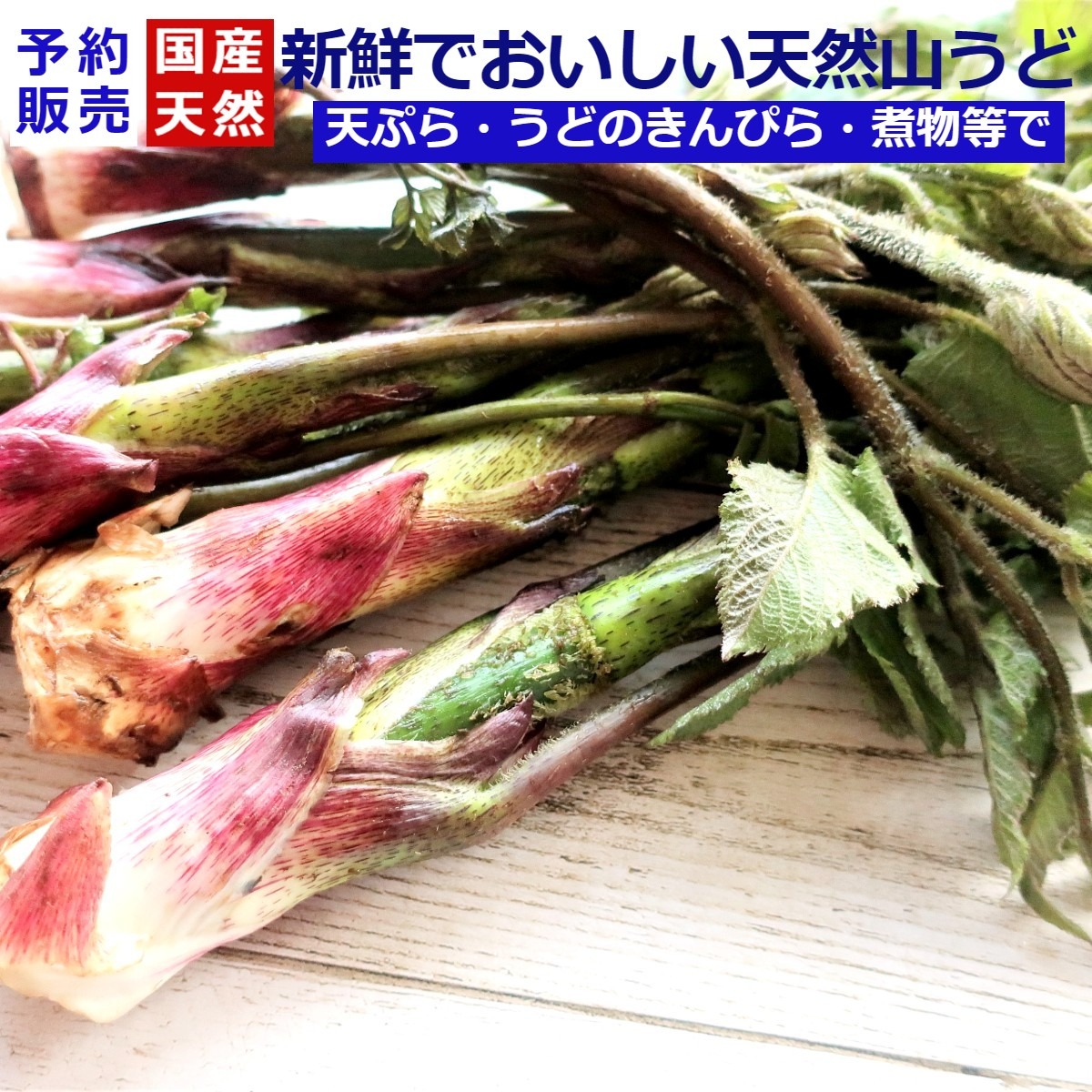 採れたて山菜天然山うど 1kg 天ぷら・煮物等で《予約受付》 ｜ 野菜