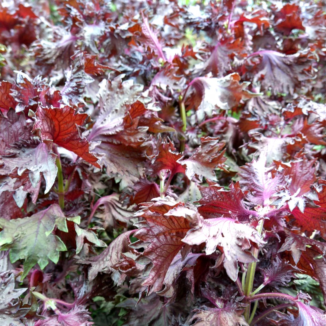 おすすめ商品】赤紫蘇（アカシソ）農薬不使用（無農薬）栽培 ｜ 野菜