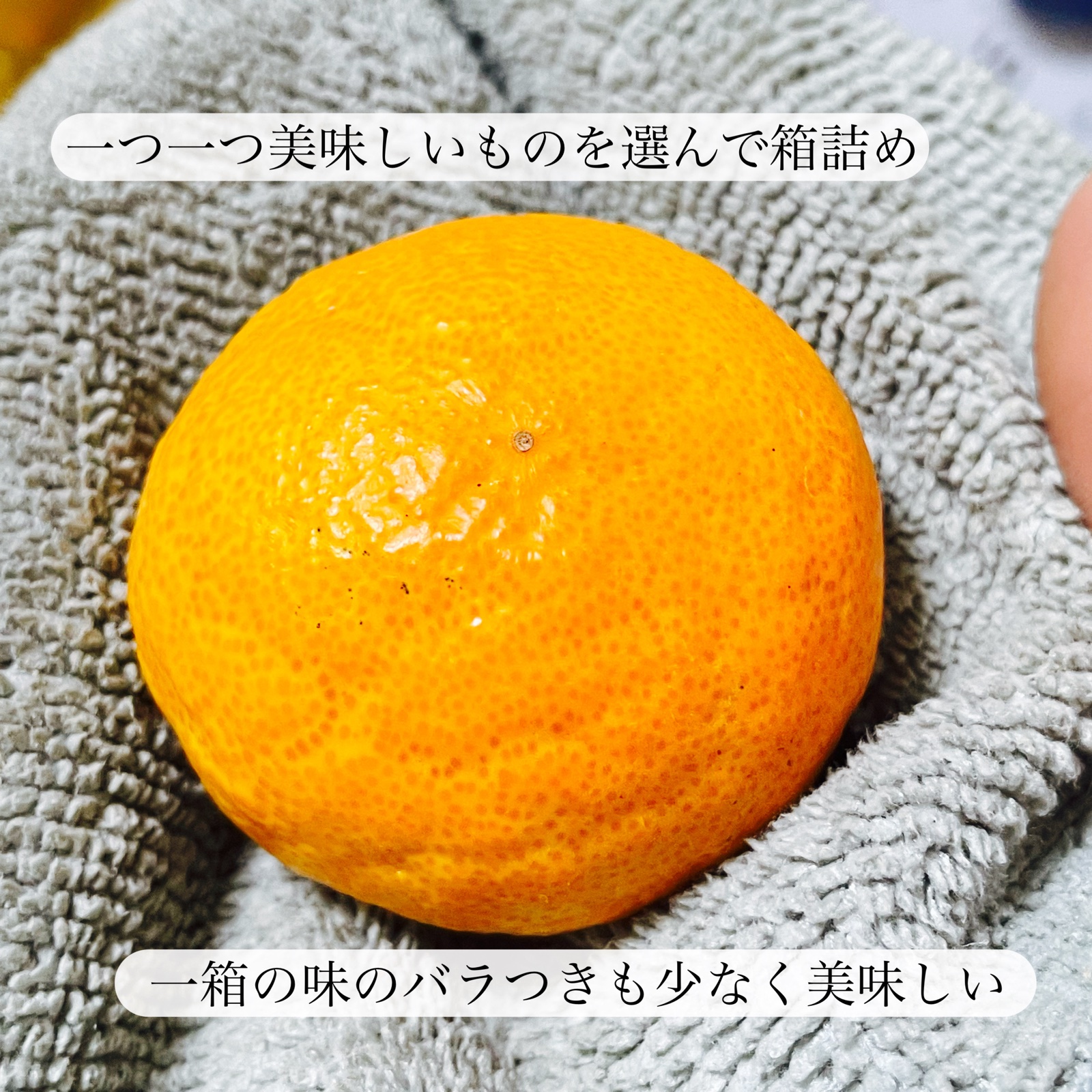 有田みかん　7キロ　小玉みかん　凛　3sサイズ　和歌山県　産地直送 凛 小玉みかん3キロ 有田みかん 和歌山県 ｜ 果物/オレンジ・その他