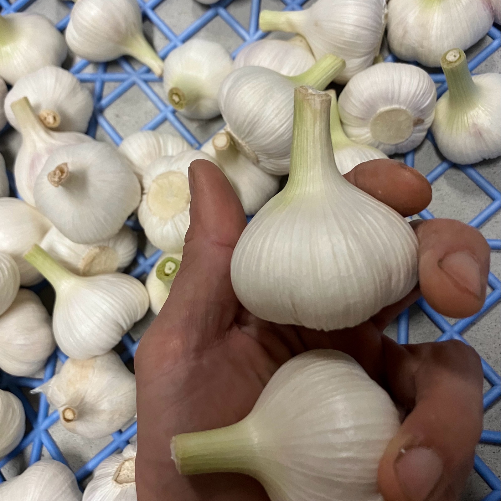 新ニンニク【1.4kg】 ｜ 野菜/にんにく 産直アウル 農家・漁師など生産