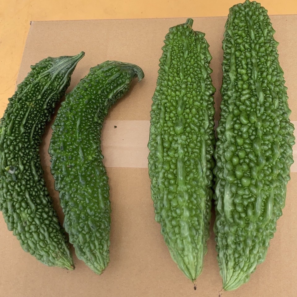 鹿児島県産！ゴーヤC級品！15本セット！ ｜ 野菜/ゴーヤ 産直アウル