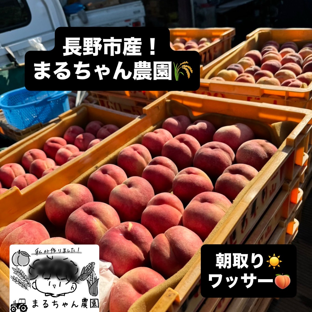 産地直送 ワッサー 桃 鮮度良好　5キロクール便 84ebda6716beccc526736e38dbf738