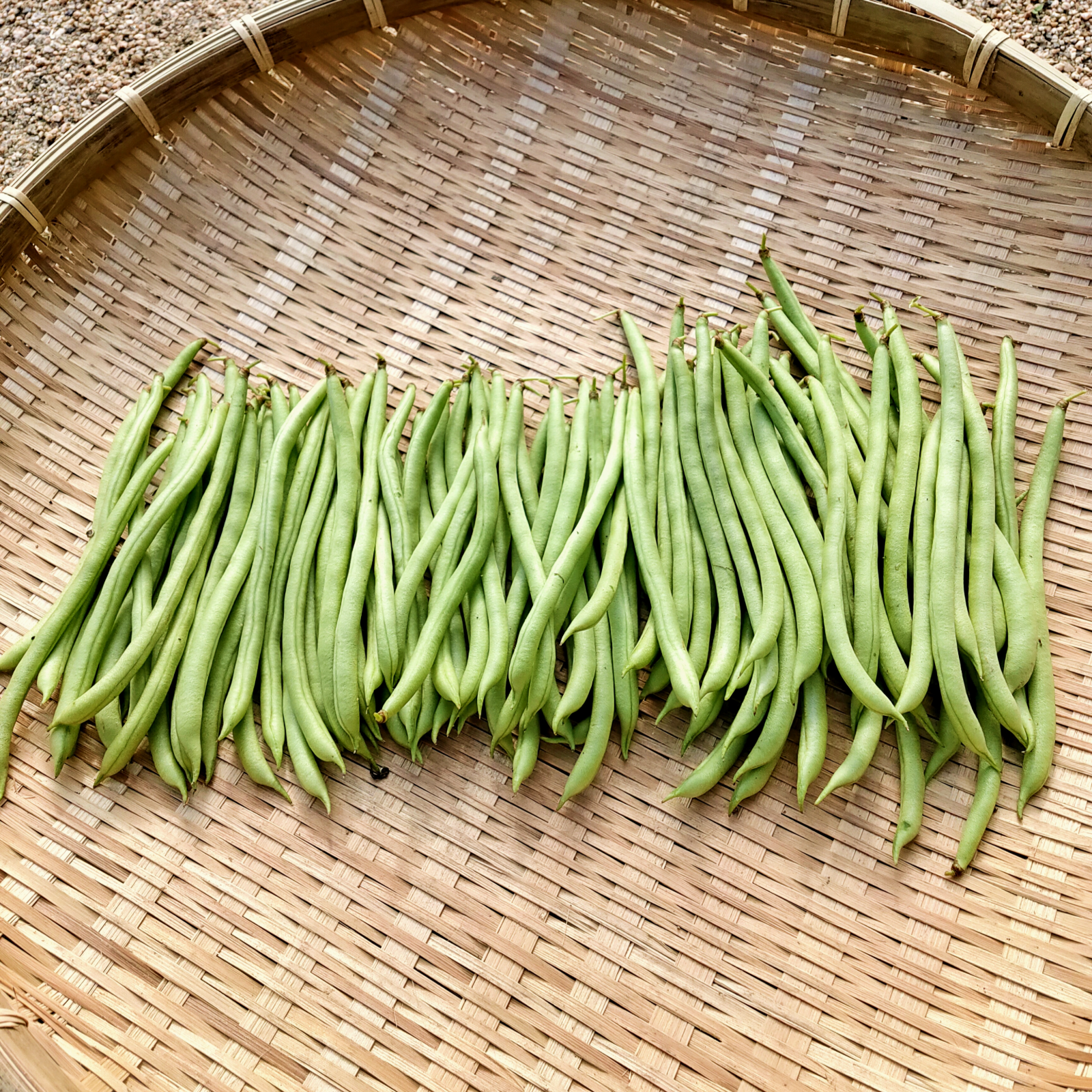 インゲン（野菜＞豆類）の産地直送商品一覧（通販・お取り寄せ