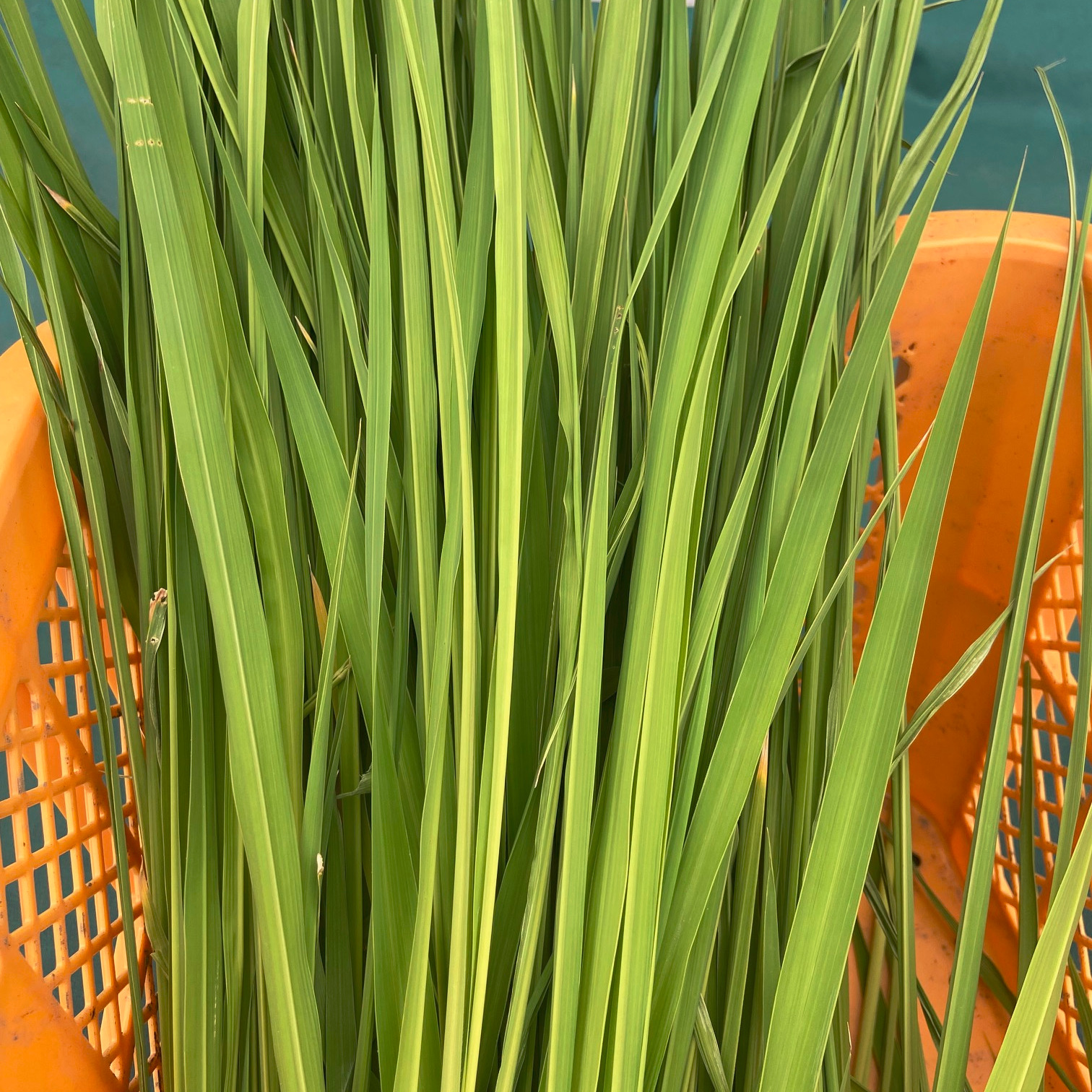 奈良県産】真菰（マコモ）の生葉 500g □収穫したその日に発送します