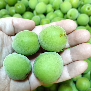 冷蔵便》【家庭用】青梅 2kg 愛媛県産 梅ジュース 梅シロップ 梅干し