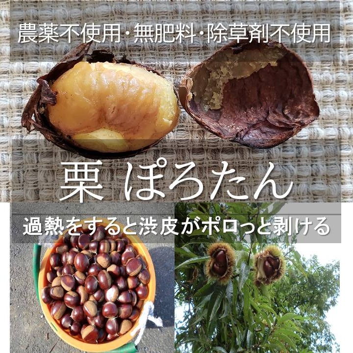 無農薬の栗 購入希望の方はこちら 楽天市場】無農薬 栗の通販