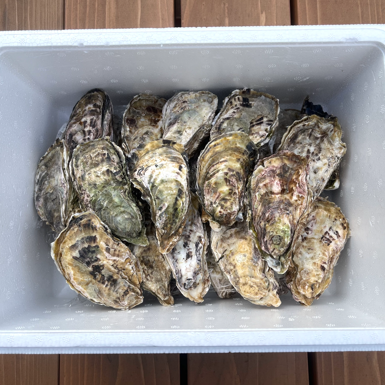 広島県産 生牡蠣 釣りエサ用 3kg 約81個 冷蔵配達 生カキ 波止 磯 