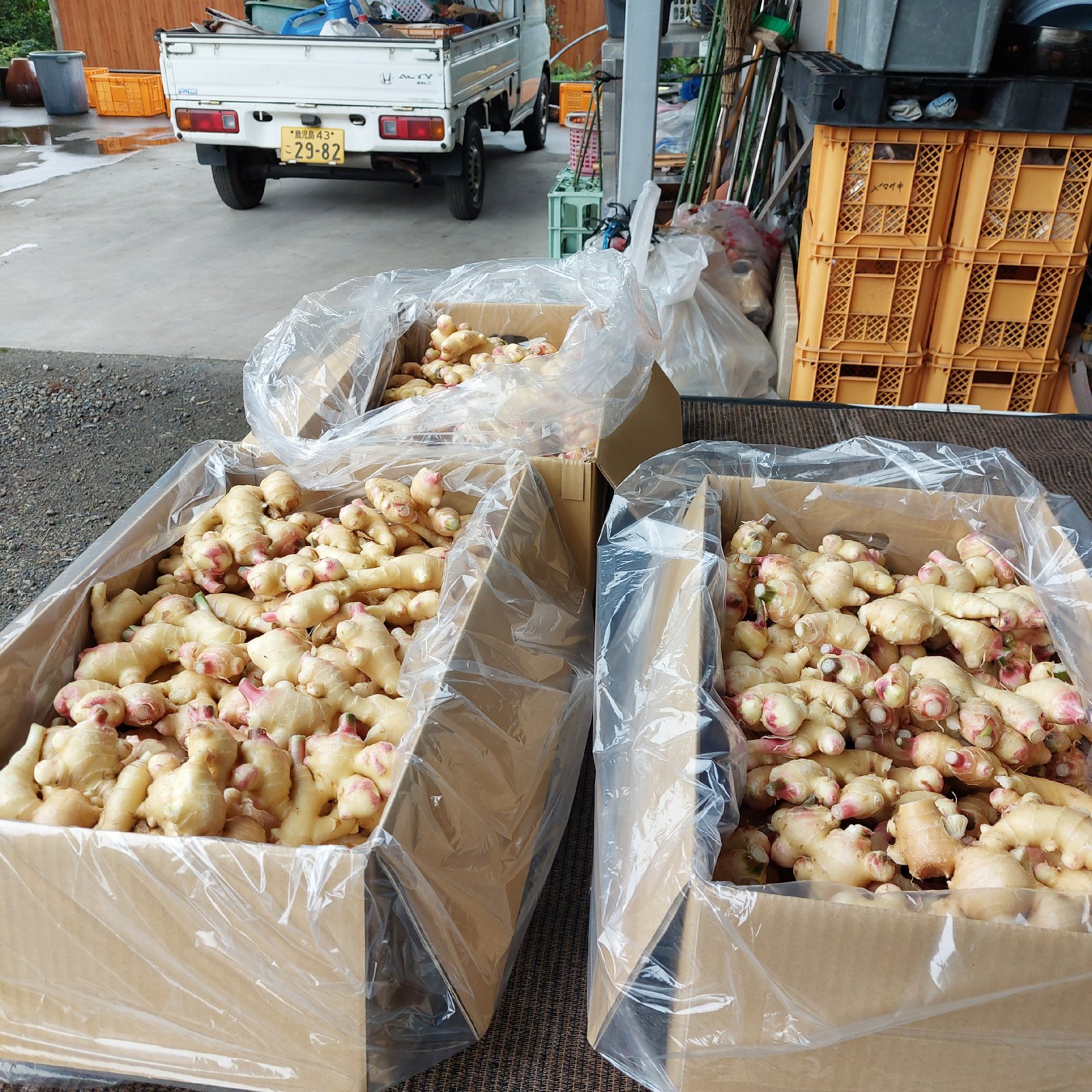 毎年人気！鹿児島産 らっきょう 10kg パリッと食感！132 食品 毎年人気！鹿児島産 らっきょう 10kg パリッと食感！132