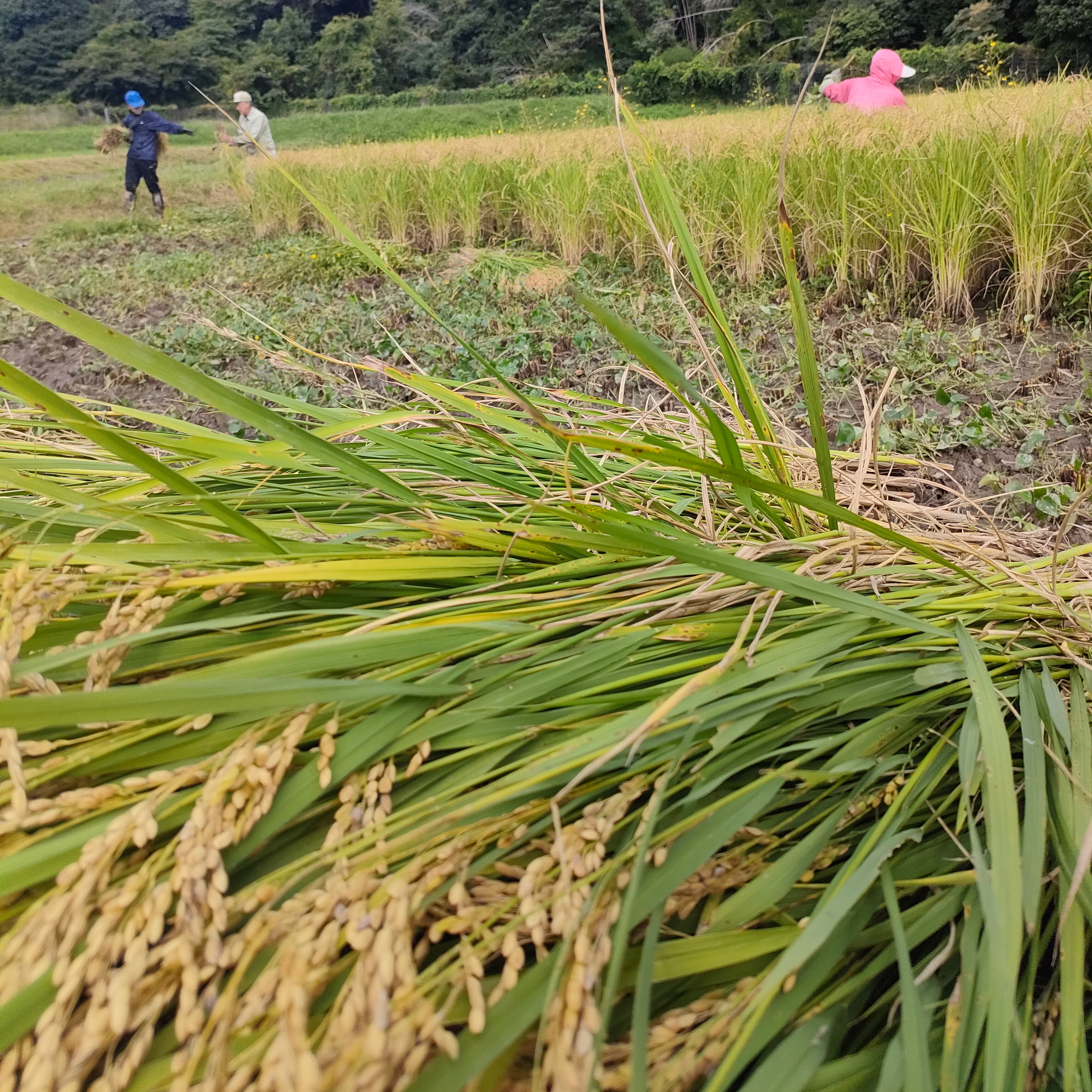 自然農法のコシヒカリ 玄米10キロ 無農薬無肥料 山水と豊かな土壌で