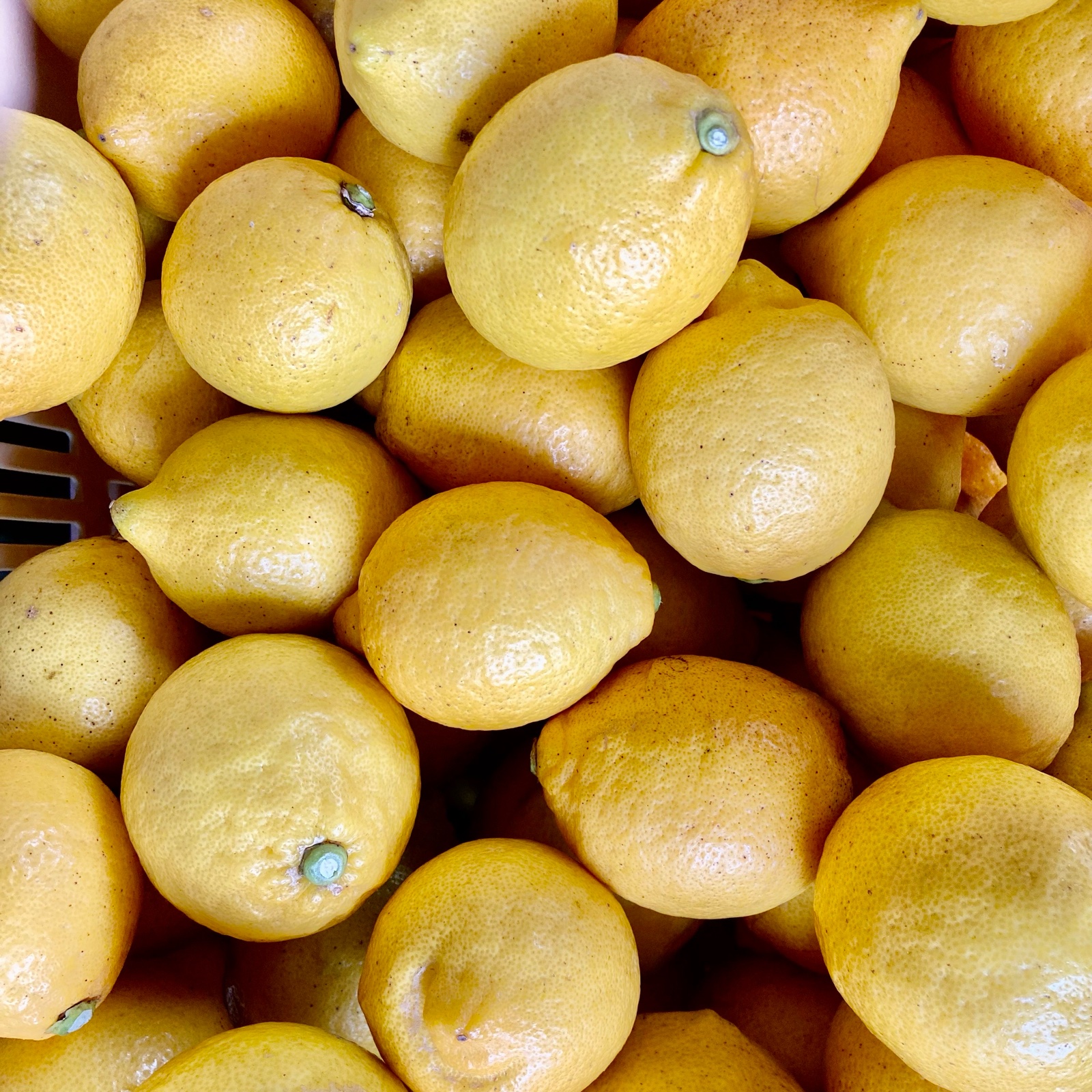 れもんれもんれもん 瀬戸内島れもん | 果物/香酸柑橘(ライム・レモン等) 産直アウル 農家