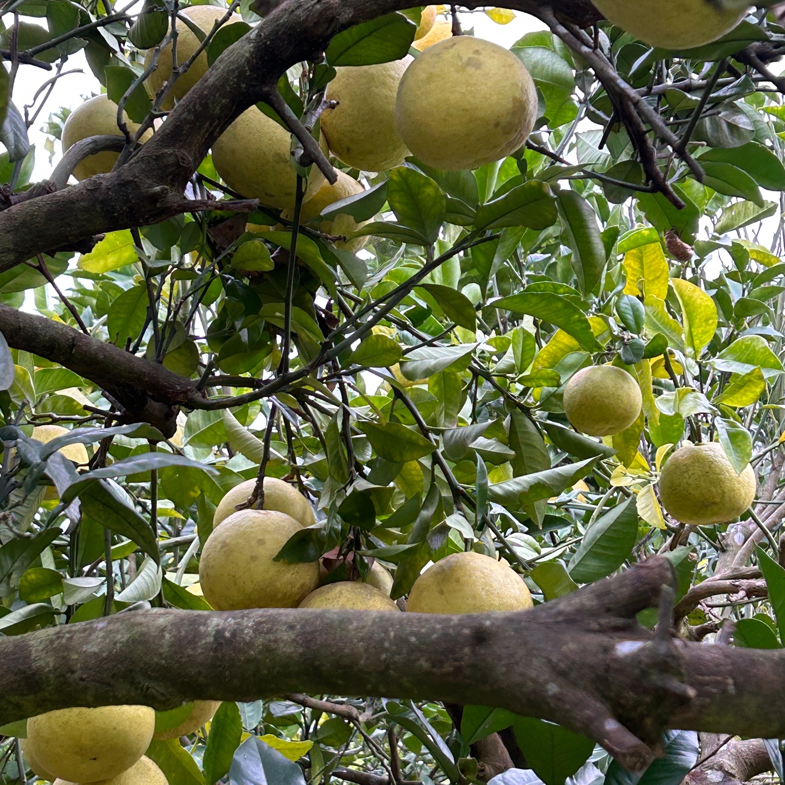 パール柑】✨美味✨大•中混合8玉🍊無農薬栽培※大玉450g〜540g中玉350g