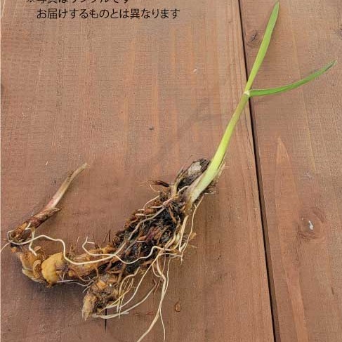 マコモ（マコモダケ）の苗（小3本セット）【奈良県産・無農薬・無肥料