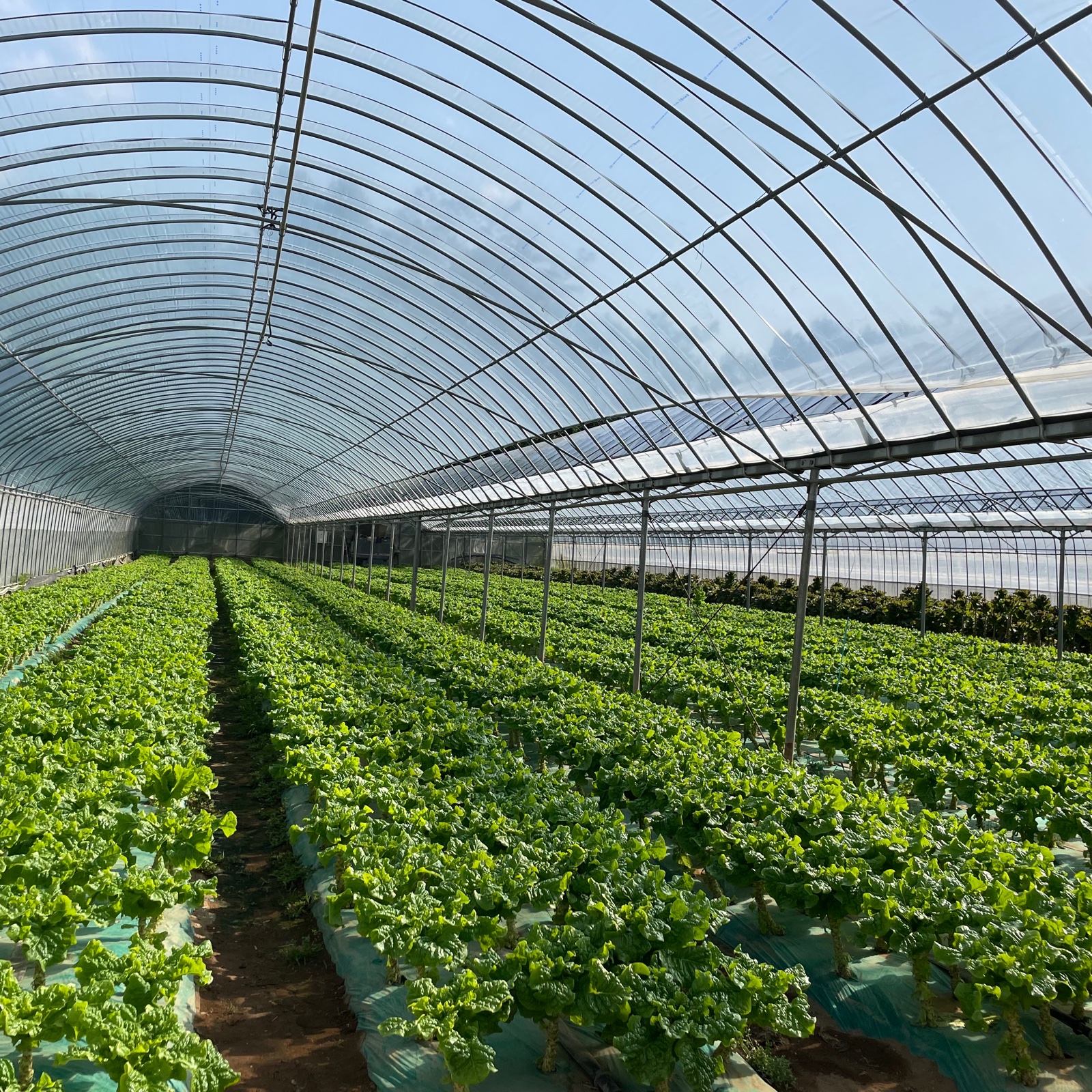 熊本県産 朝採り 新鮮らっきょう うながし 10kg 栽培中農薬不使用 