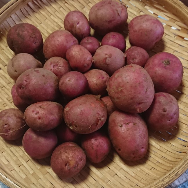 新じゃがだよ！アンデス・レッド～小さ目1kgセット～ ｜ 野菜