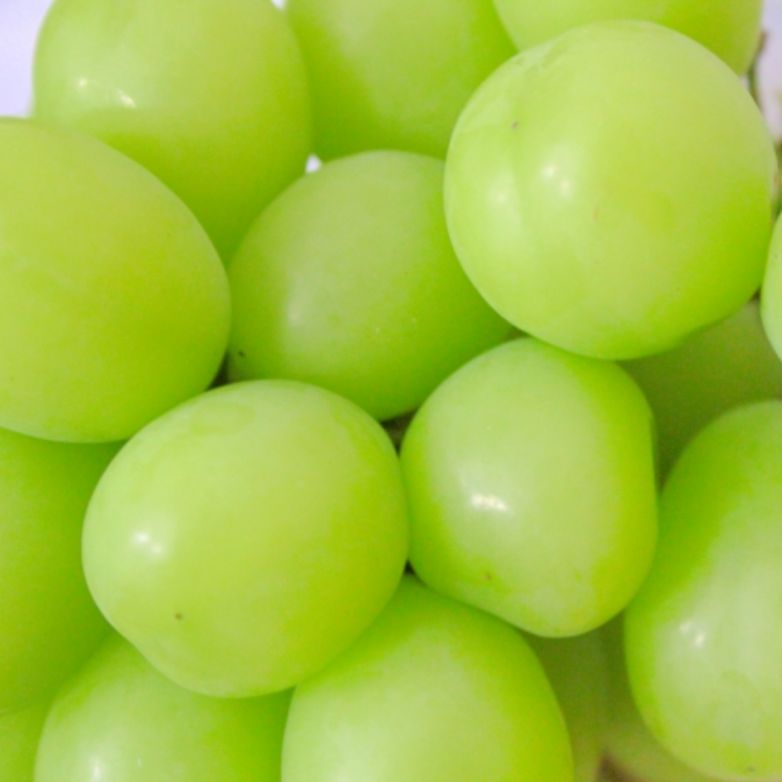 新鮮！山梨県産 シャインマスカット 約1kg 1箱 （2房-3房程度） | 果物