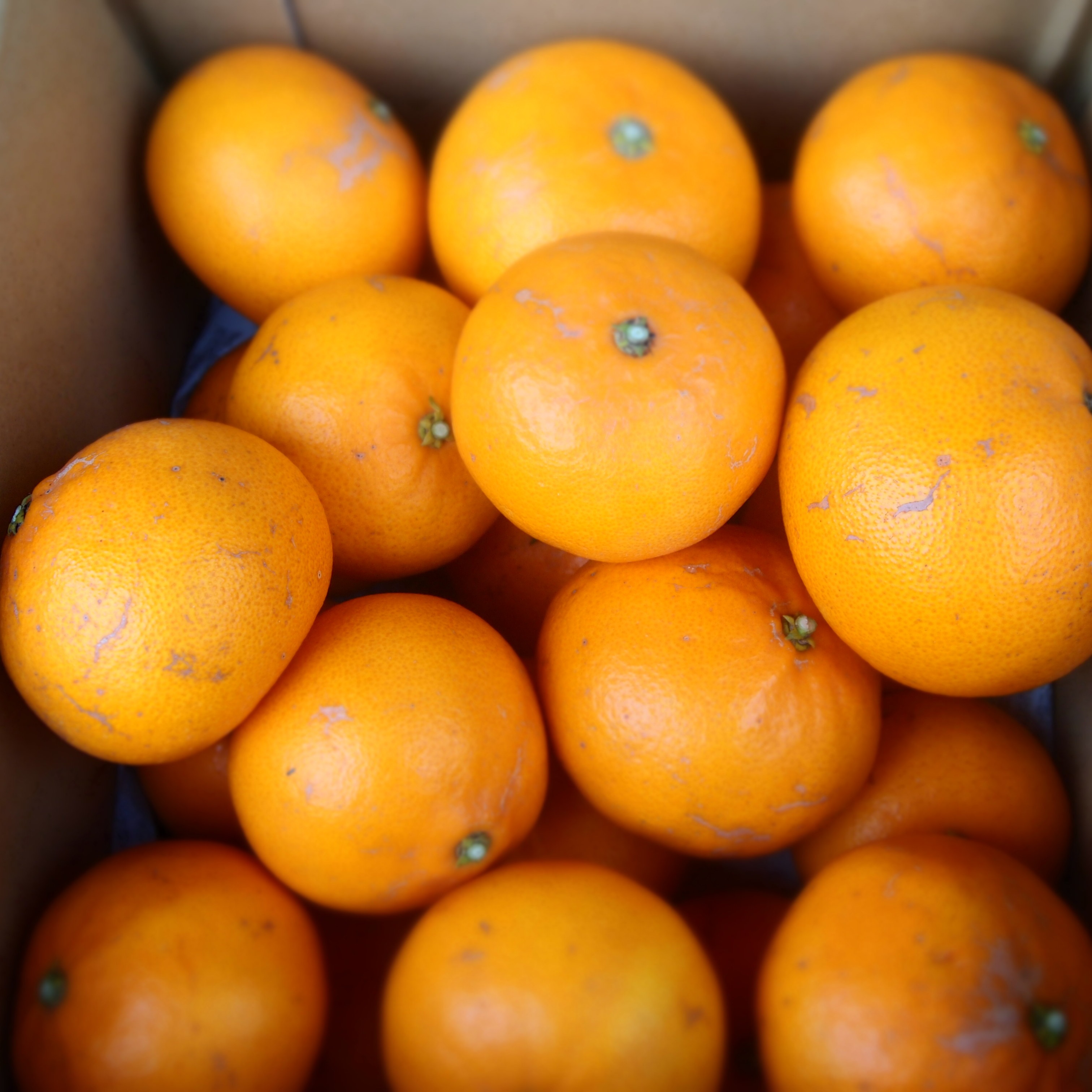 せとか 5k箱 | 果物/オレンジ・その他みかん 産直アウル 農家から直接