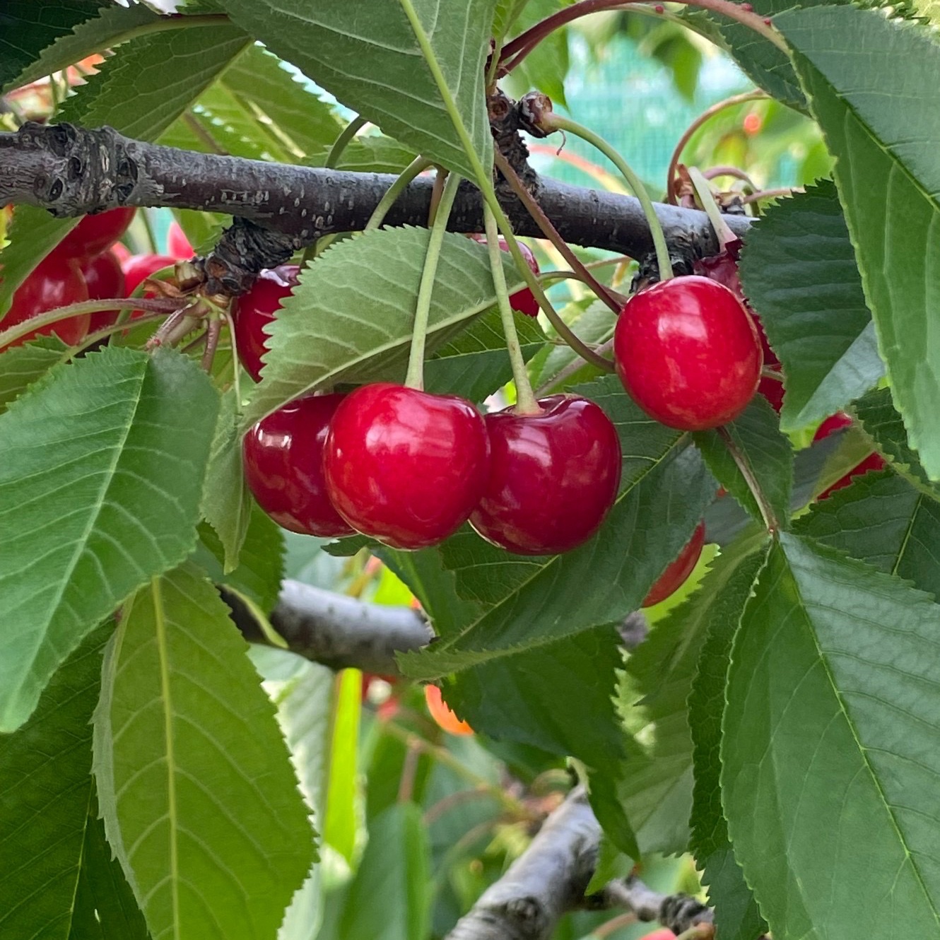 数量限定】山形県産 さくらんぼ 佐藤錦 400g | 果物/さくらんぼ 産直