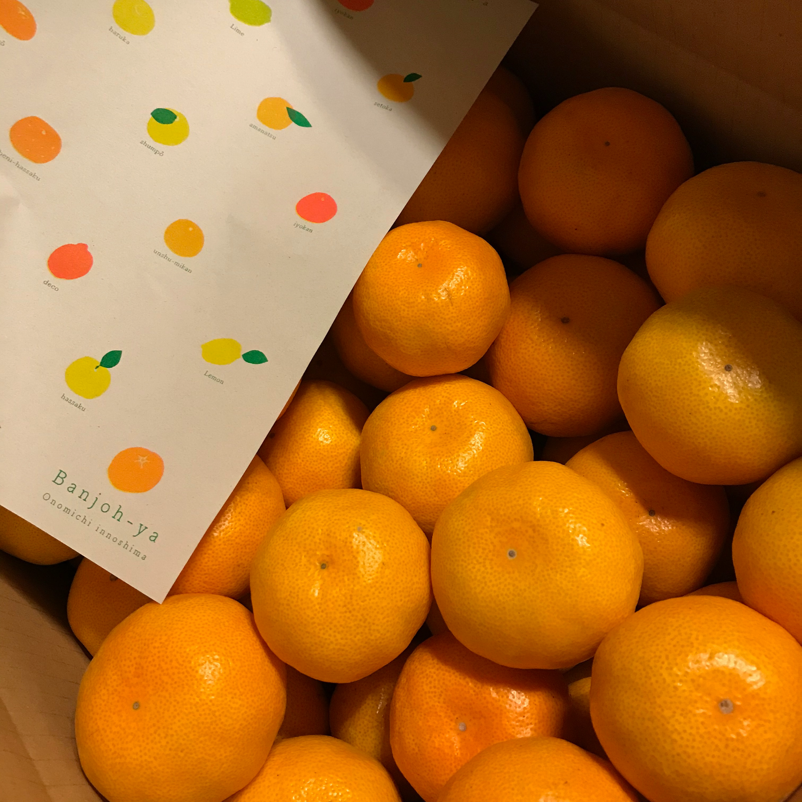 瀬戸内・因島】しまのみかん（早生みかん） | 果物/温州みかん 産直