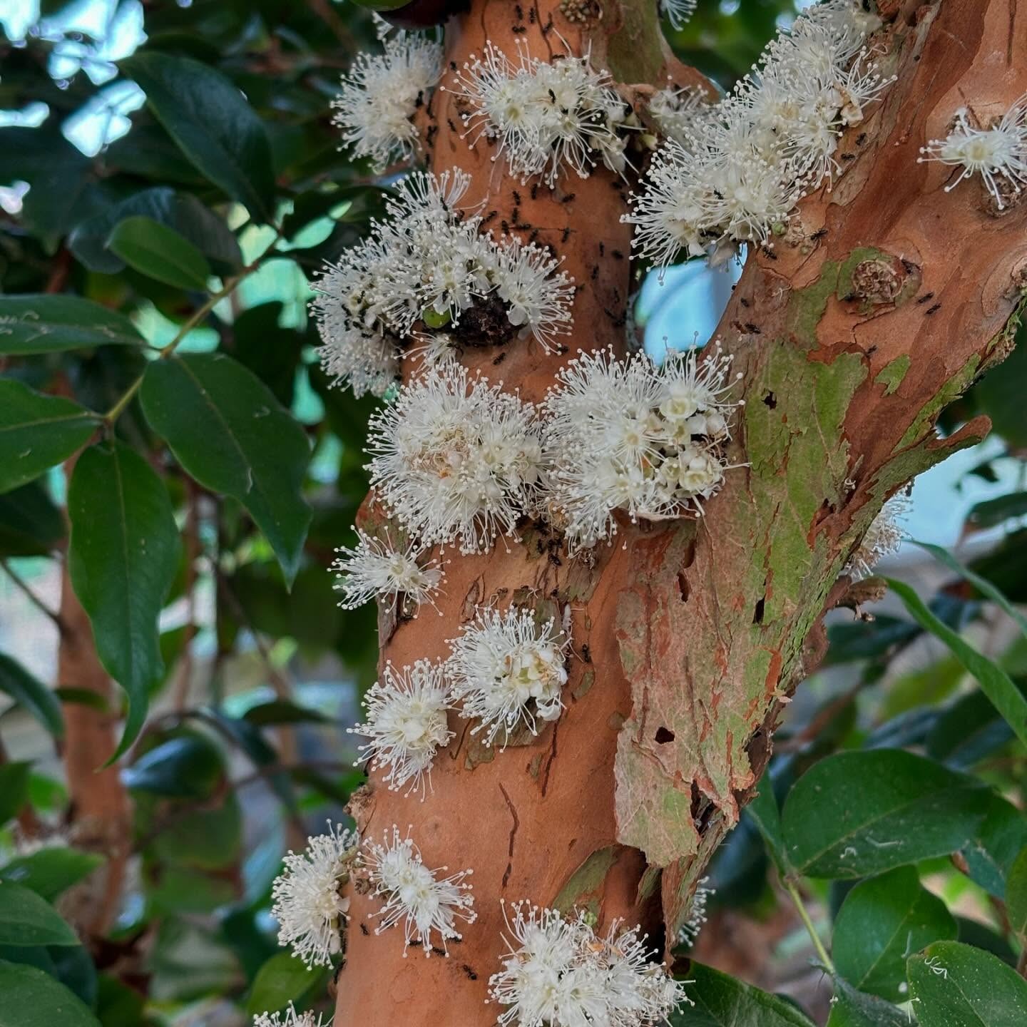 希少果実濃厚な甘み【ジャボチカバ】生でお届けします！ | 果物/その他