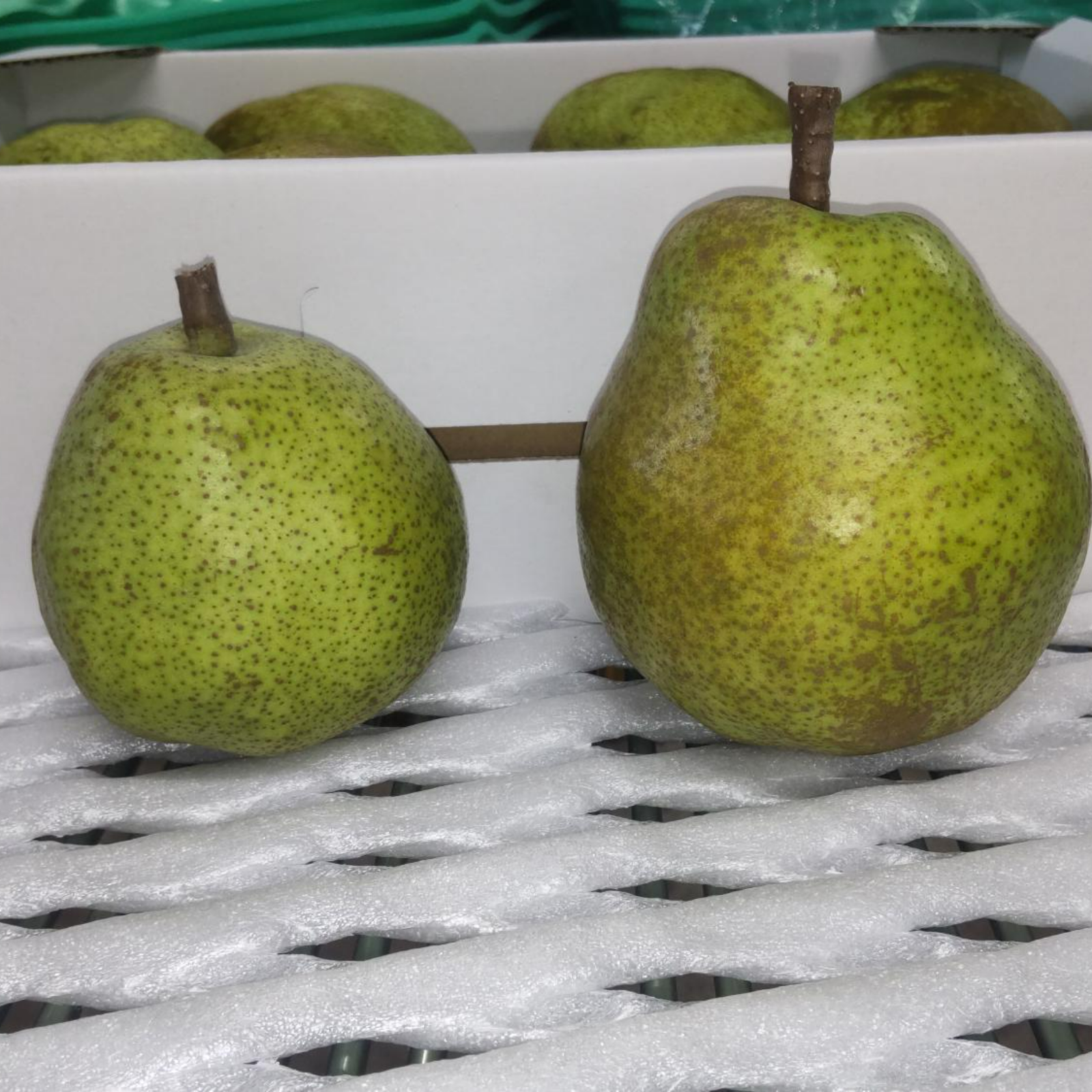 洋梨 ラフランス お手頃サイズ 10kg ｜ 果物/梨 産直アウル 農家・漁師