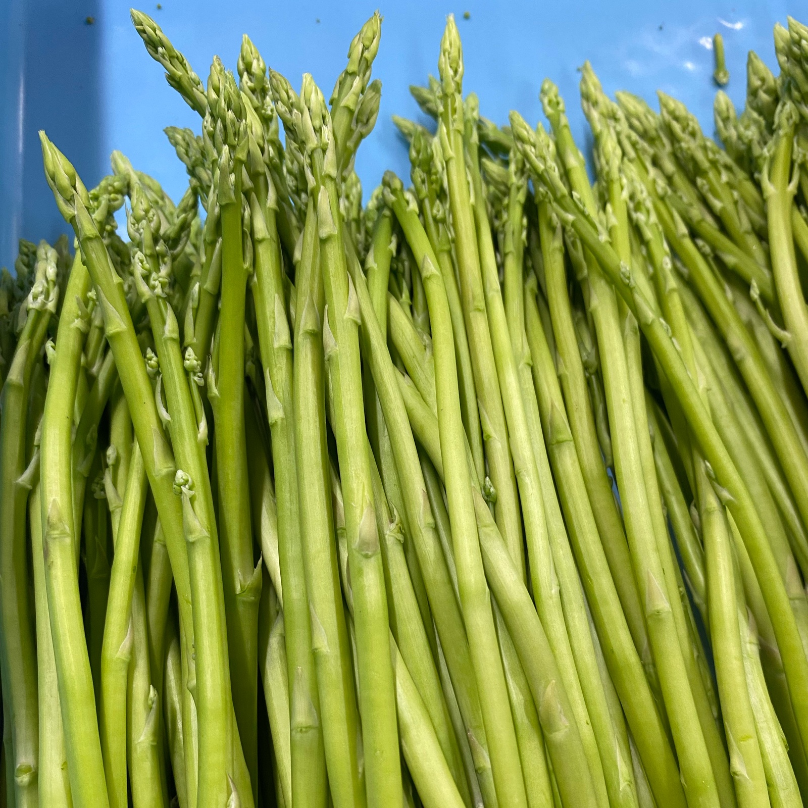 はなまる農園の訳あり極細 さぬきのめざめ 1.8キロ ｜ 野菜/アスパラ