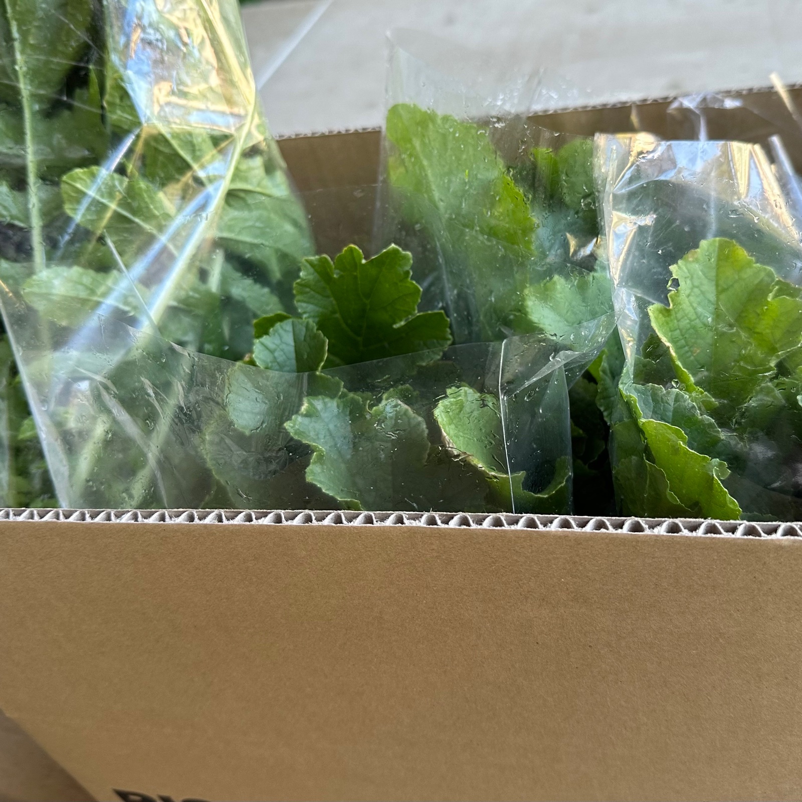 大根の葉詰め合わせ ｜ 野菜/大根 産直アウル 農家・漁師など生産者