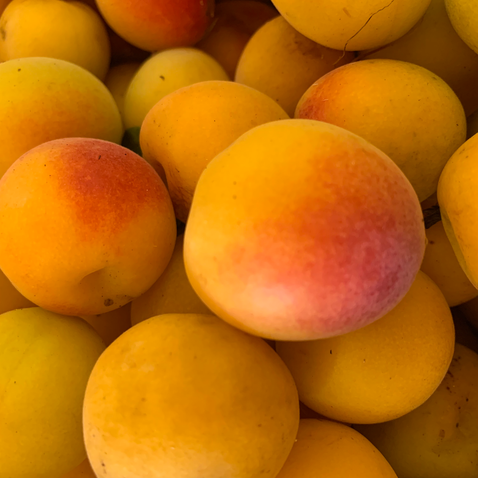 完熟南高梅大玉(箱込約15kg) | 果物/その他果物 産直アウル 農家から