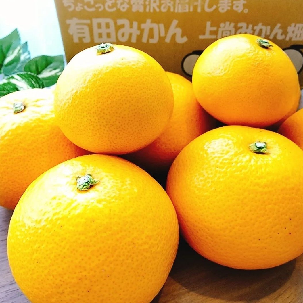 早生八朔　2Lサイズ以上20kg 、11 八朔 2Lサイズ以上 20kg｜Yahoo!フリマ（旧PayPayフリマ）