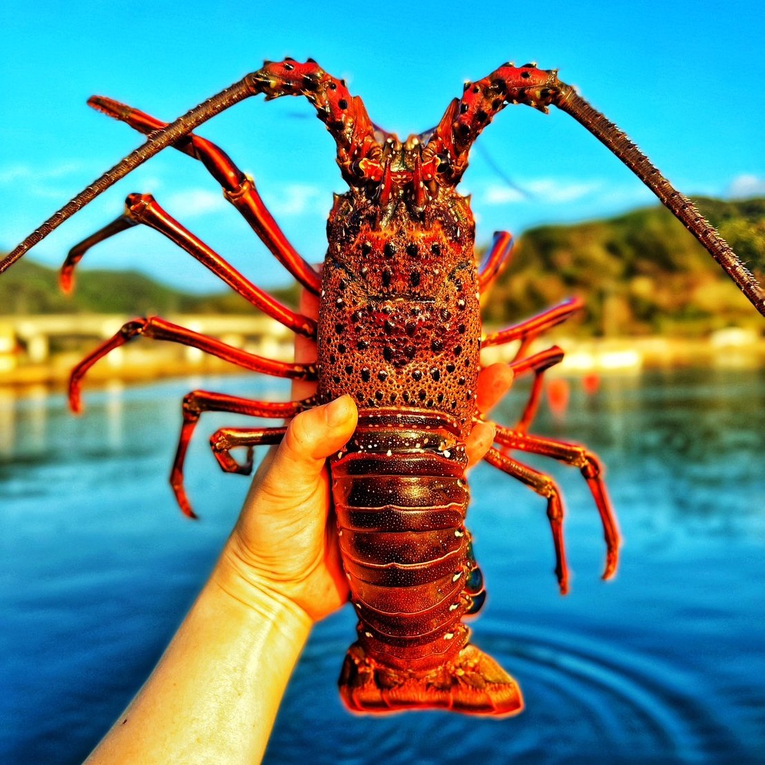 特大サイズ！伊勢エビ！1匹 700g前後 ｜ 魚介類/エビ 産直アウル 農家