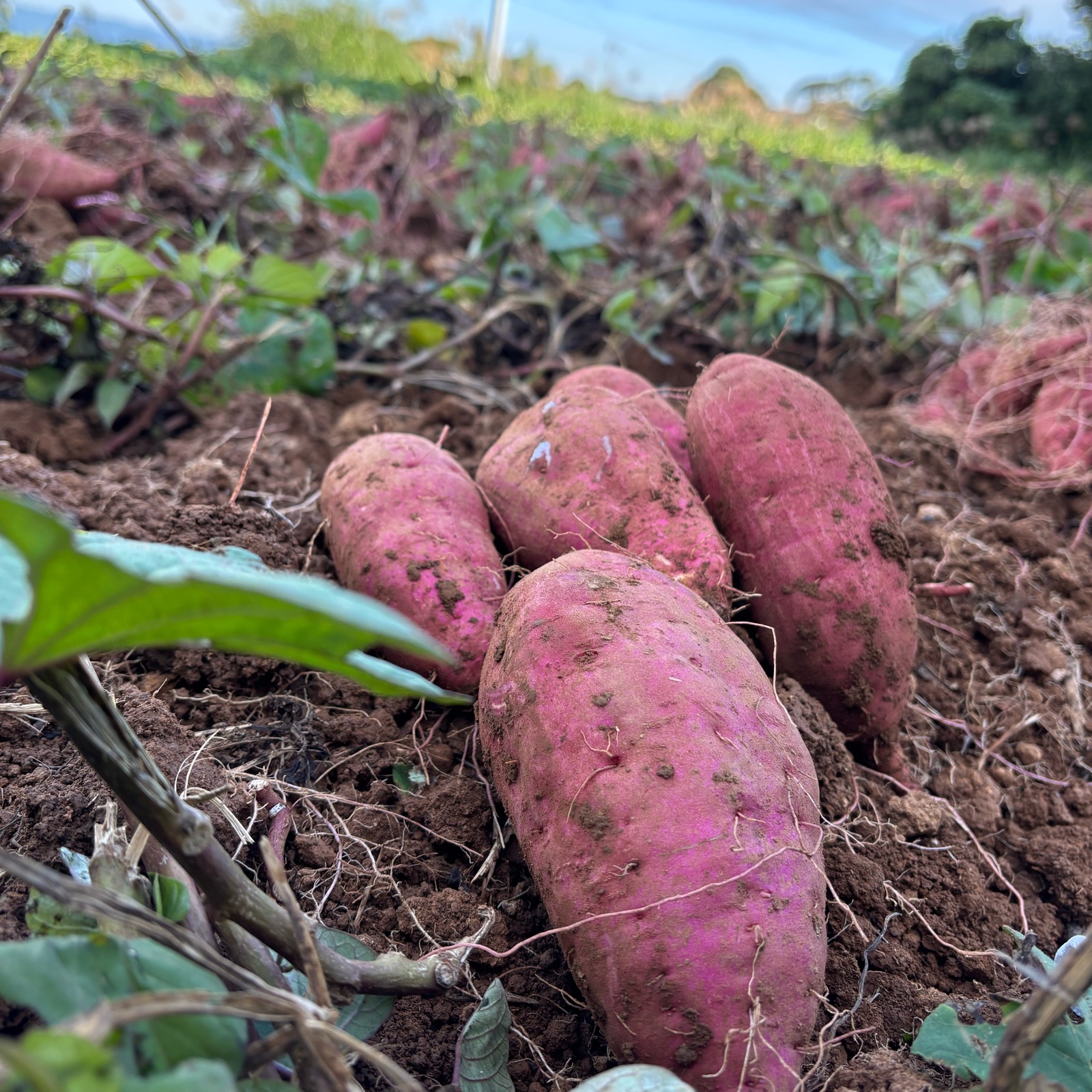 じゃがのまつなが（長崎県・西海市）｜生産者詳細｜産直アウル