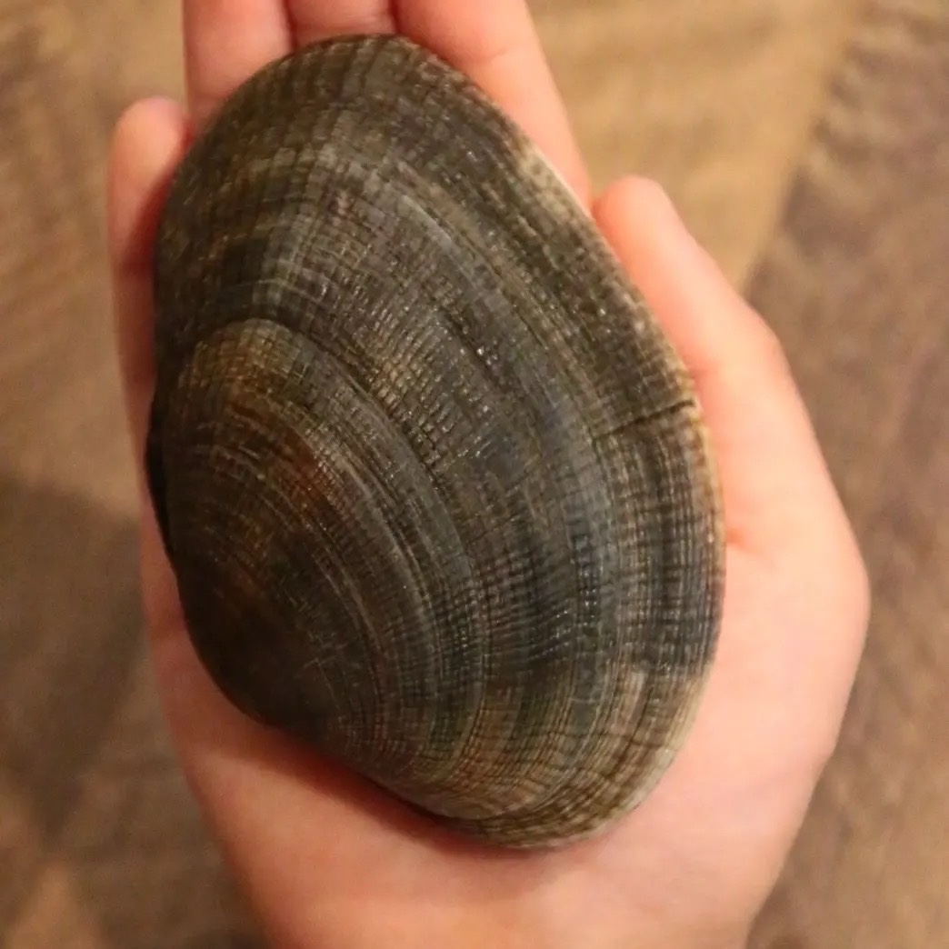 なまらでかいアサリ 1500グラム ｜ 魚介類/あさり 産直アウル 農家