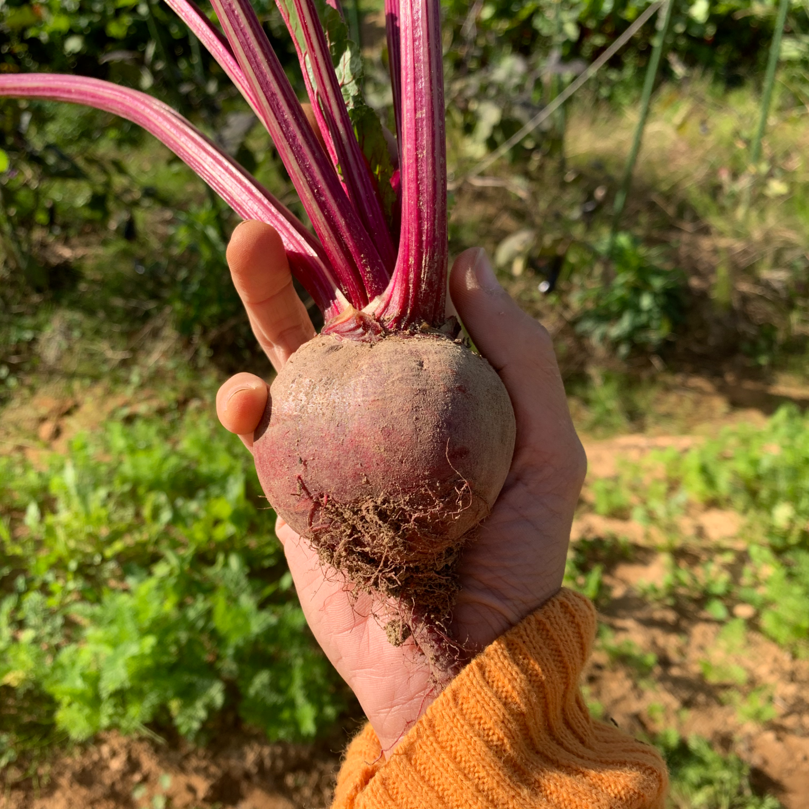 栃木県産】ビーツ 20kg 【農薬化学肥料不使用】