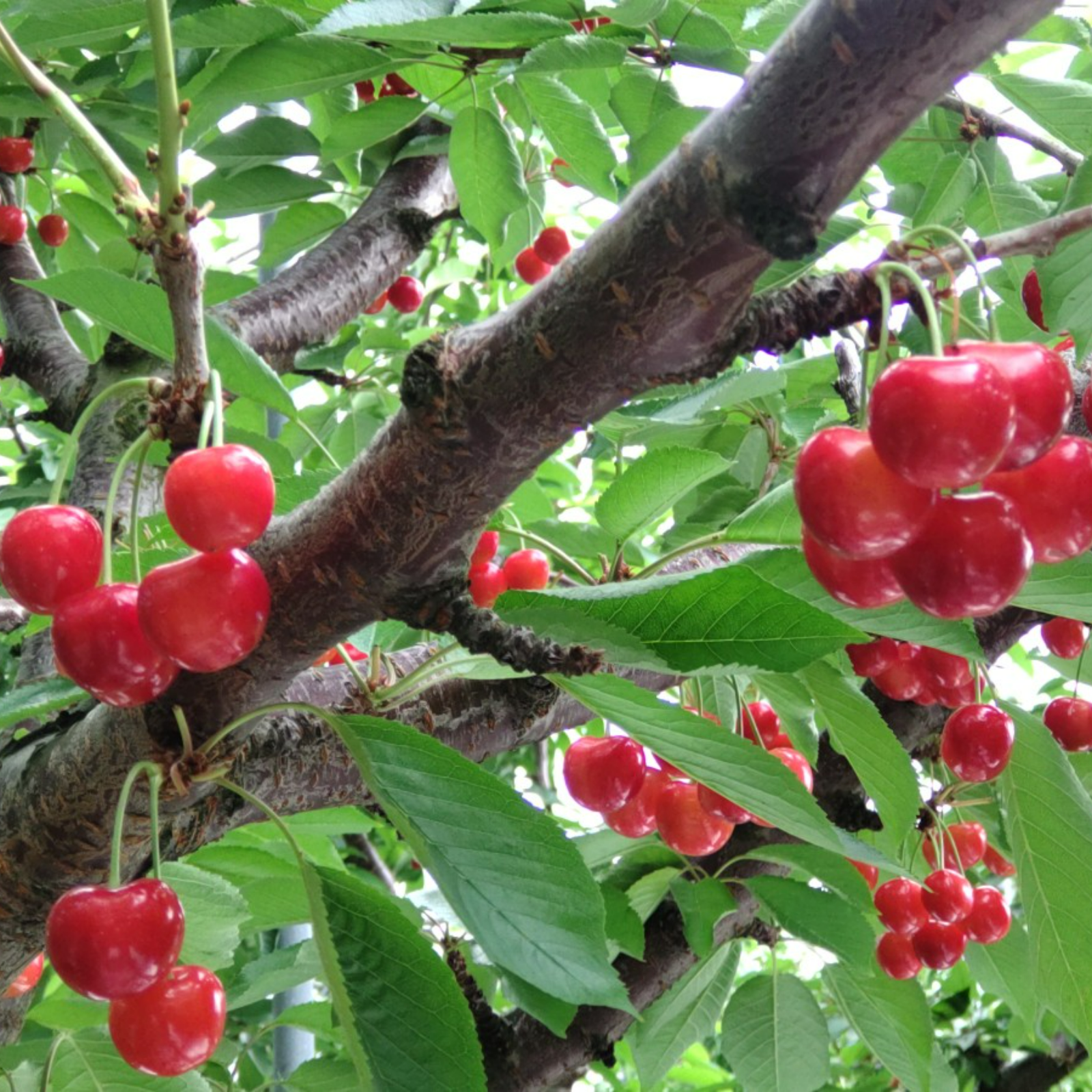 さくらんぼ 紅秀峰 贈答向 1kg ｜ 果物/さくらんぼ 産直アウル 農家 